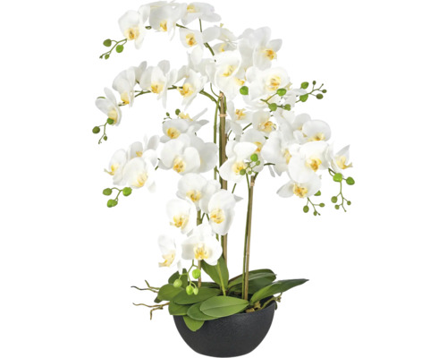 Kunstorchidee Phalaenopsis met witte bloemen en groene bladeren in een donkere schaal.