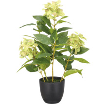 Kunsthortensia in zwarte pot met groene bladeren en lichtgroene bloemen.