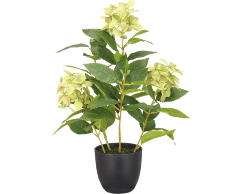 Kunsthortensia in zwarte pot met groene bladeren en lichtgroene bloemen.