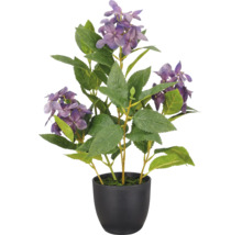 Kunsthortensia in zwarte pot met paarse bloemen en groene bladeren.