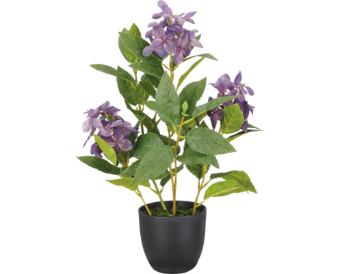 Kunsthortensia in zwarte pot met paarse bloemen en groene bladeren.