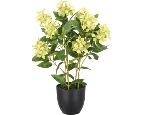Kunsthortensia in zwarte pot met groene bladeren en lichte bloemen.