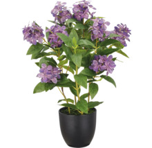 Kunsthortensia met paarse bloemen en groene bladeren in een zwarte pot.