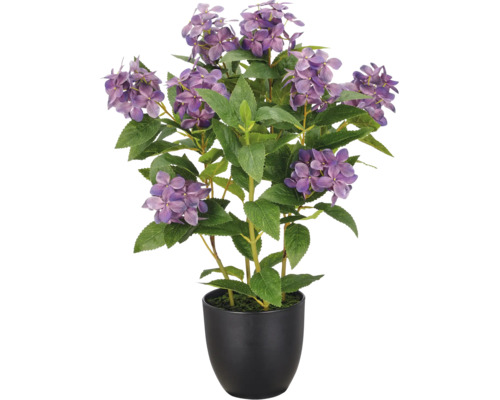 Kunsthortensia met paarse bloemen en groene bladeren in een zwarte pot.
