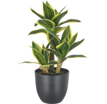 Kunstplant Dracaena in zwarte pot voor interieur