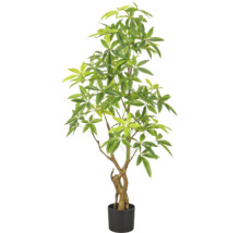 Pachira aquatica geldboom met gevlochten stam in zwarte kunststof pot, kamerplant.