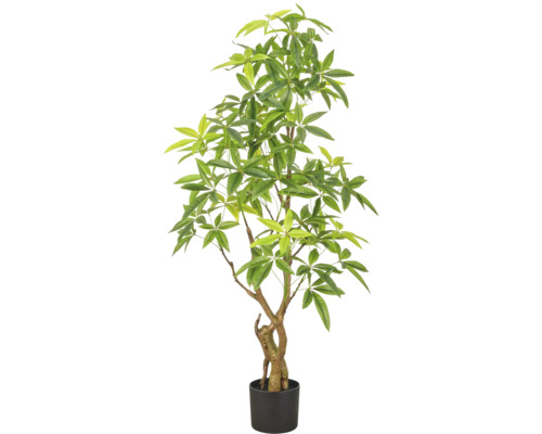 Pachira aquatica geldboom met gevlochten stam in zwarte kunststof pot, kamerplant.