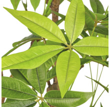 Close-up van de handvormig samengestelde bladeren van een watercacao Pachira aquatica.