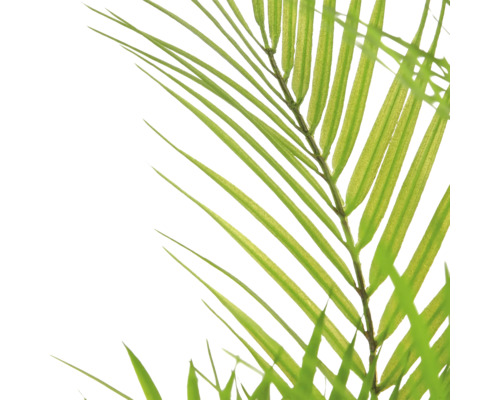 Detailopname van een groen palmblad met lange, puntige bladeren.