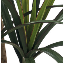 Detailopname van een drakenbloedboom met zwaardvormige bladeren en roodachtige randen.