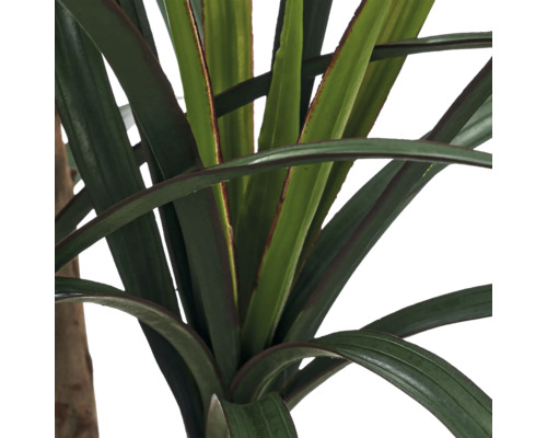 Detailopname van een drakenbloedboom met zwaardvormige bladeren en roodachtige randen.