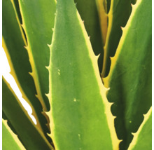 Detailopname van een agave met vlezige, getande bladeren en lichte randen.