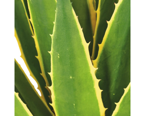 Detailopname van een agave met vlezige, getande bladeren en lichte randen.