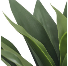 Detailopname van dikke, puntige bladeren van een succulent, zoals een agave.
