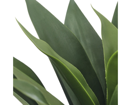 Detailopname van dikke, puntige bladeren van een succulent, zoals een agave.