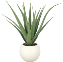 Aloe vera kamerplant in een ronde witte bloempot.