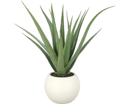 Aloe vera kamerplant in een ronde witte bloempot.
