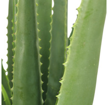 Detailopname van een Aloë Vera plant met vlezige, gekartelde bladeren.
