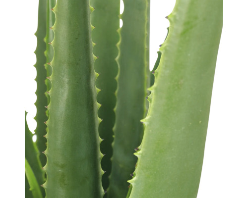 Detailopname van een Aloë Vera plant met vlezige, gekartelde bladeren.
