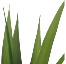 Close-up van de lange, gepunte groene bladeren van een plant.