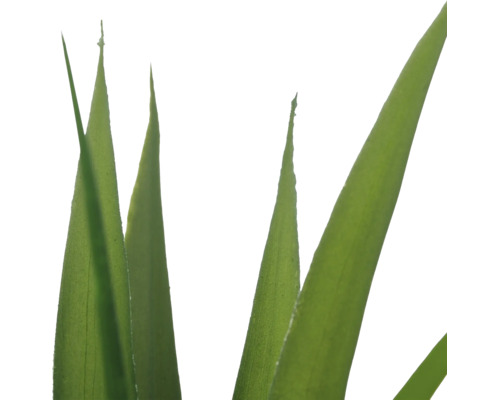 Close-up van de lange, gepunte groene bladeren van een plant.