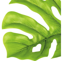 Detailopname van een groen Monstera-blad met kenmerkende gaten.