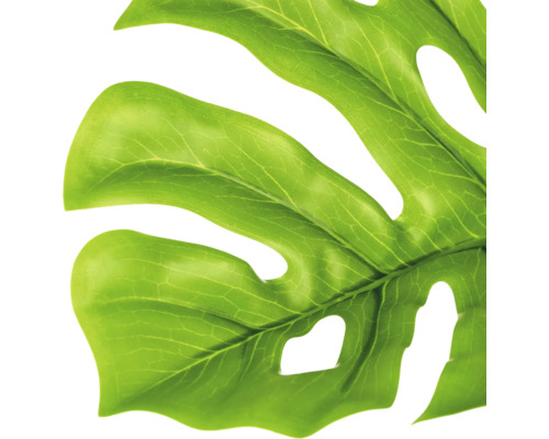 Detailopname van een groen Monstera-blad met kenmerkende gaten.