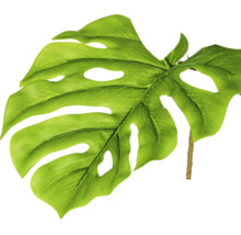 Kunstmatig Monstera-blad met karakteristieke gaten en inkepingen aan een steel.