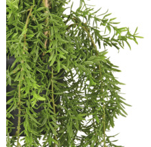 Kunstmatige hangplant met fijne groene bladeren in een zwarte pot met ophanging van juten touw.