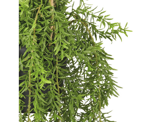 Kunstmatige hangplant met fijne groene bladeren in een zwarte pot met ophanging van juten touw.