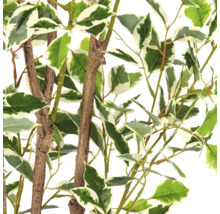 Detailopname van een kunstmatige Ficus met wit-groen gevlekte bladeren en bruine stammen.