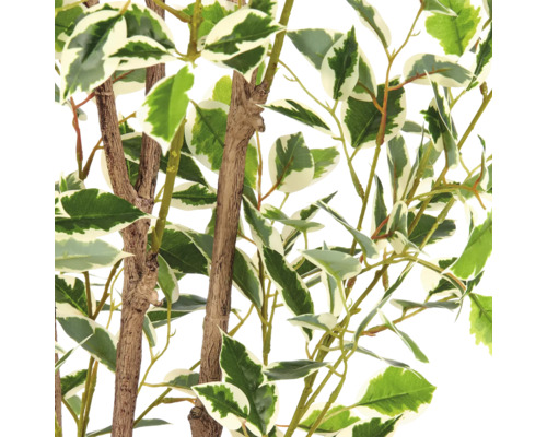 Detailopname van een kunstmatige Ficus met wit-groen gevlekte bladeren en bruine stammen.