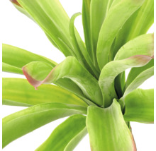 Detailopname van een plant met brede groene bladeren en roodachtige randen.