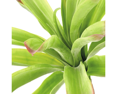 Detailopname van een plant met brede groene bladeren en roodachtige randen.