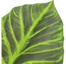 Detailweergave van een groen blad met lichte nerven en een opvallend patroon.