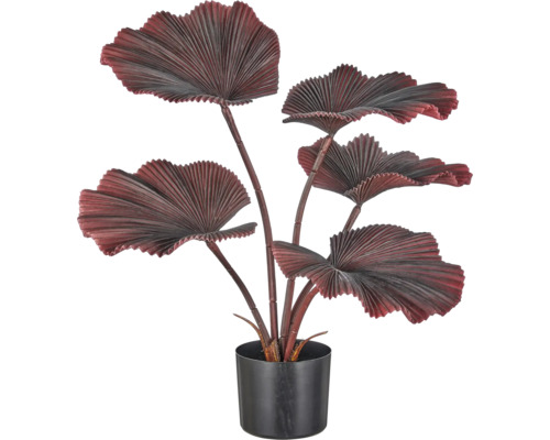 Kunstmatige Licuala-palm met donkerrode, waaiervormige bladeren in een zwarte pot.