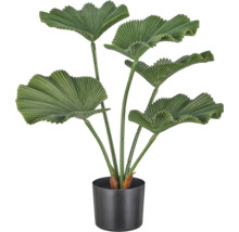 Kunstplant Licuala palm met waaiervormige bladeren in een zwarte pot.