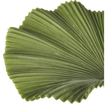 Waaiervormig palmblad met radiale nerven voor decoratie.