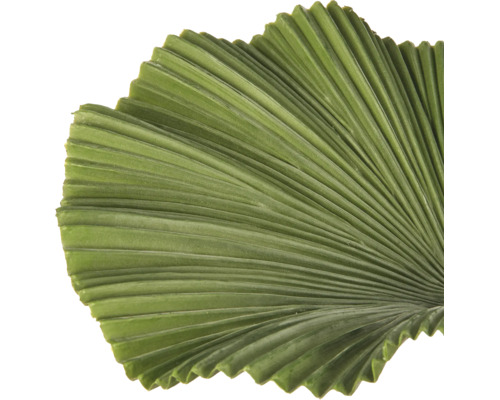 Waaiervormig palmblad met radiale nerven voor decoratie.