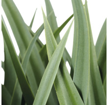 Close-up van de lange, puntige bladeren van een Aloë Vera plant.