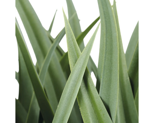 Close-up van de lange, puntige bladeren van een Aloë Vera plant.