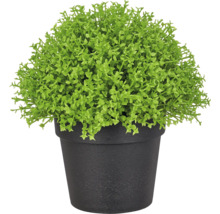 Kunstmatige buxus in een zwarte pot, decoratieve kunstplant van kunststof.