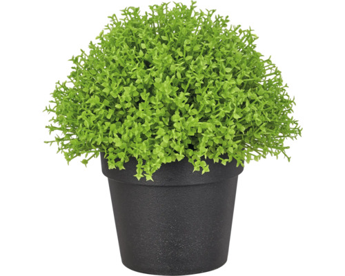 Kunstmatige buxus in een zwarte pot, decoratieve kunstplant van kunststof.