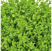 Close-up van een dichtbegroeide plant met kleine groene bladeren.