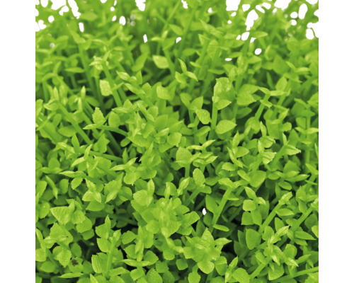 Close-up van een dichtbegroeide plant met kleine groene bladeren.