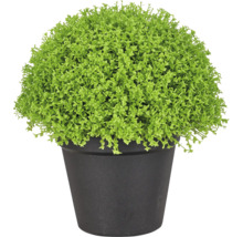 Kunstplant in een zwarte pot, met dicht groen gebladerte in bolvorm, decoratieve kunstplant.