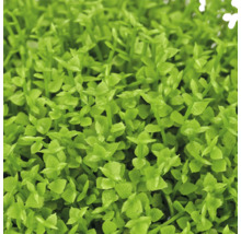 Close-up van een groene aquariumplant met piepkleine ronde bladeren voor de voorgrond.