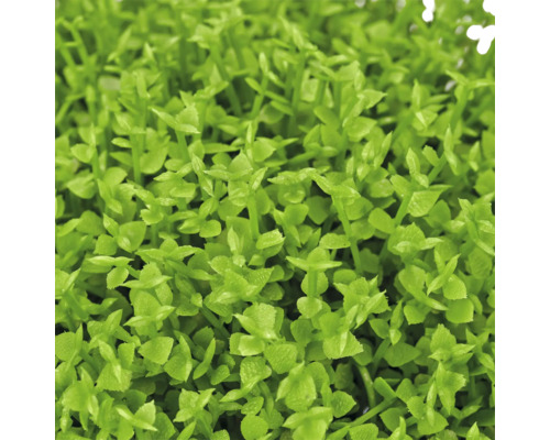 Close-up van een groene aquariumplant met piepkleine ronde bladeren voor de voorgrond.