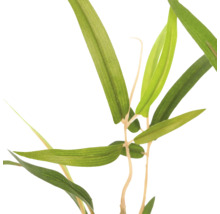 Kunstmatige bamboetak met smalle groene bladeren.