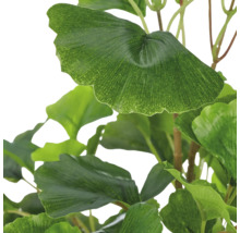 Detailopname van een kunstmatige Ginkgo Biloba plant met waaiervormige groene bladeren van kunststof.